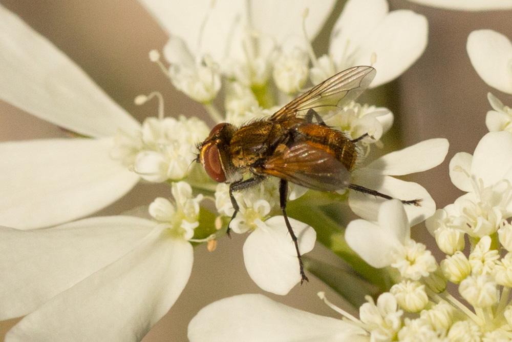 Eliozeta pellucens (Fallén, 1820)