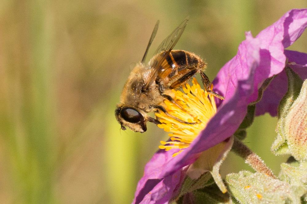 Eristale gluante, Mouche pourceau Eristalis tenax (Linnaeus, 1758)
