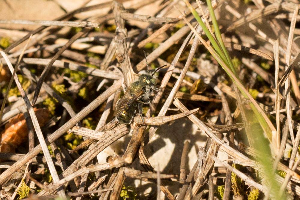 Osmia versicolor Latreille, 1811
