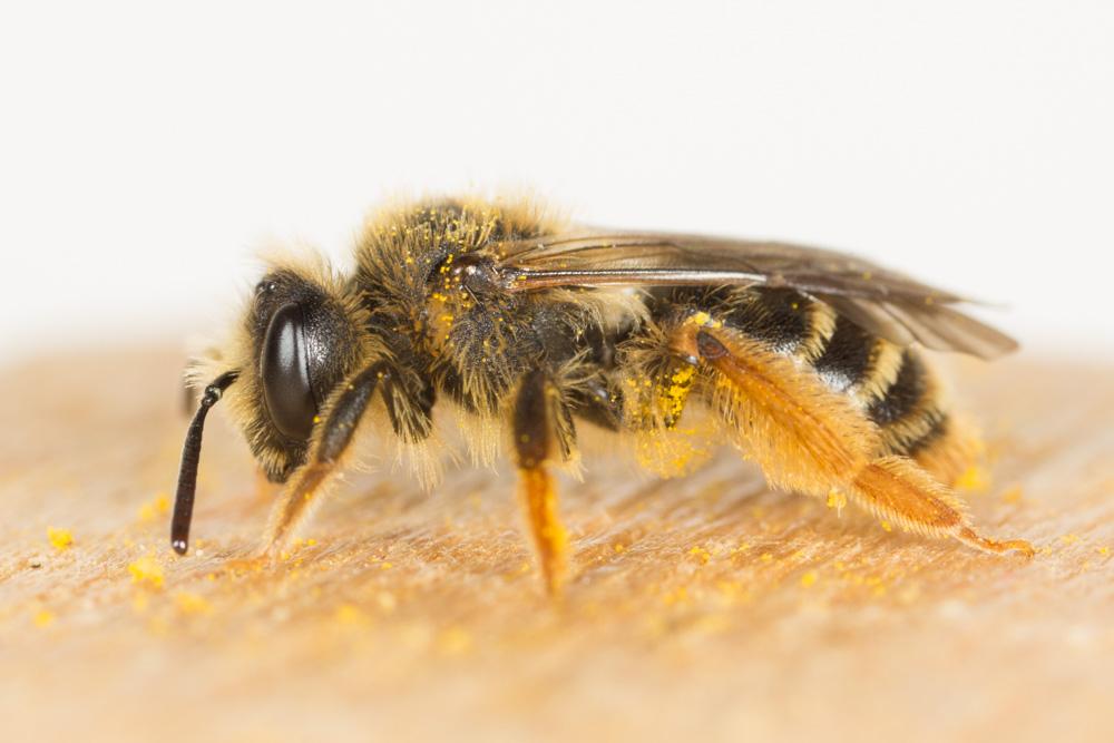  Andrena hesperia Smith, 1853
