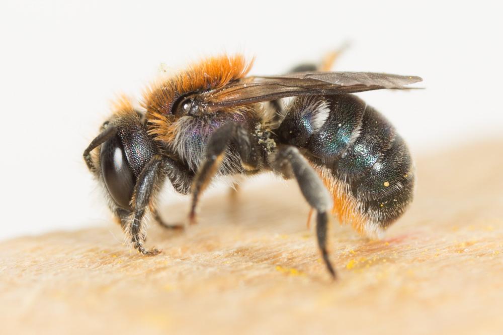  Osmia versicolor Latreille, 1811