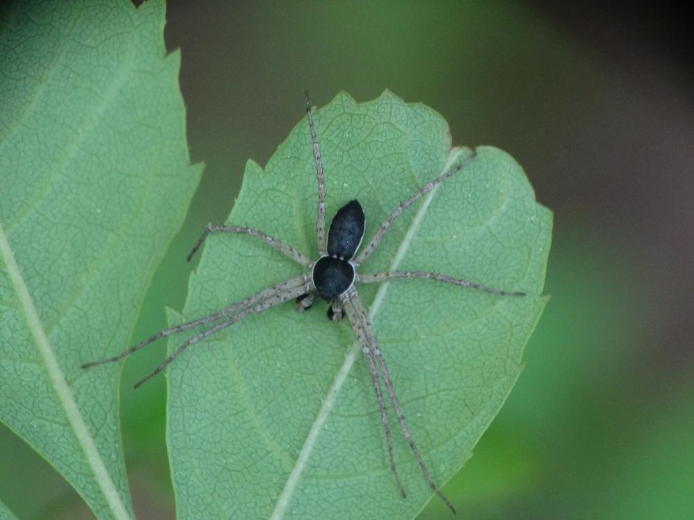 Philodrome disparate Philodromus dispar Walckenaer, 1826