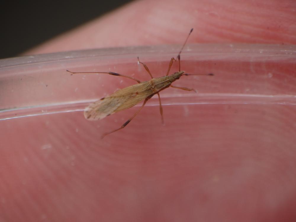 Berytinus montivagus (Meyer-Dür, 1841)