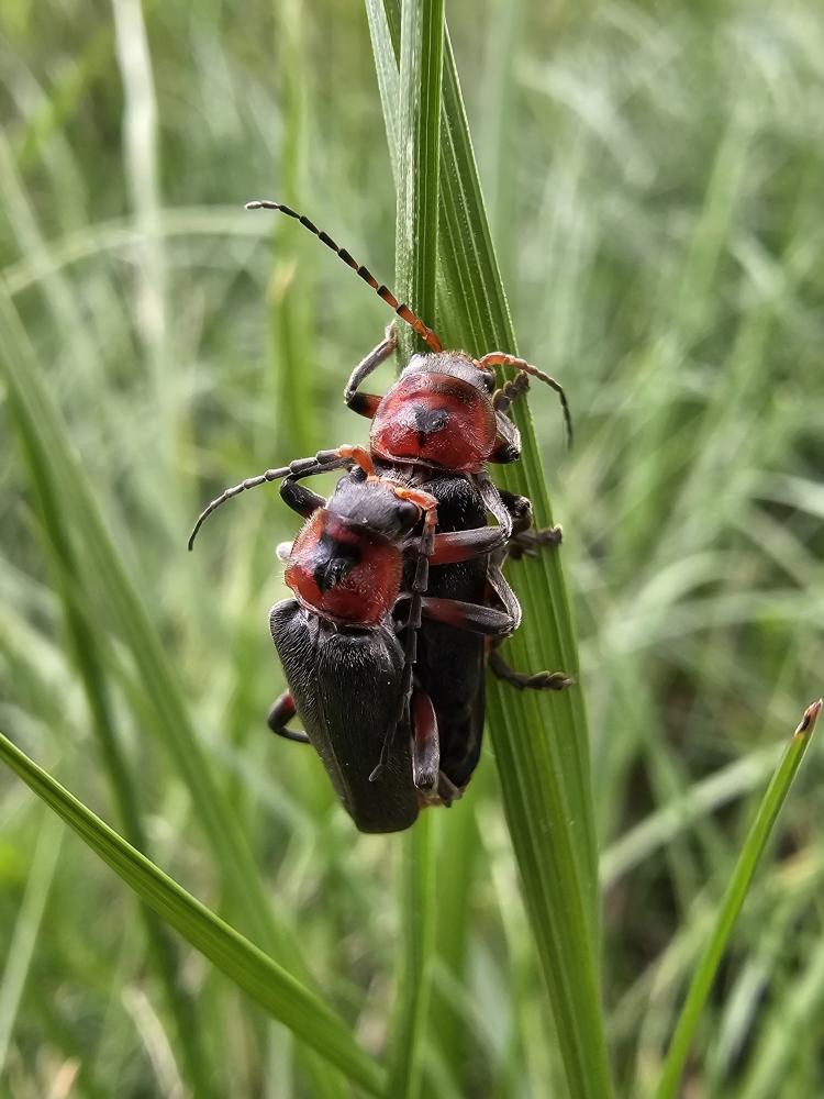 Téléphore moine, Cantharide rustique Cantharis rustica Fallén, 1807