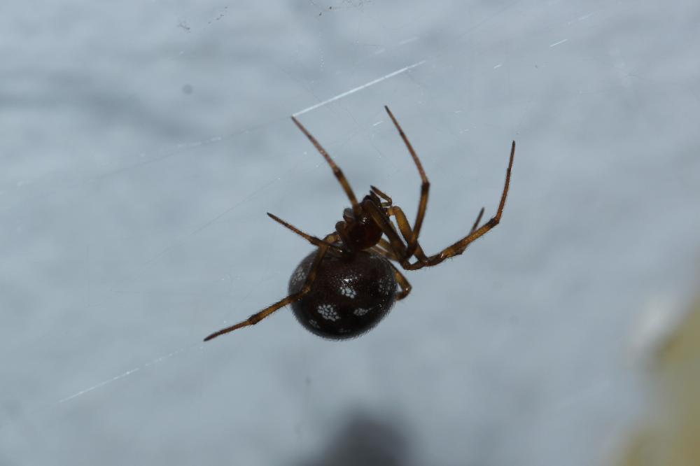Steatoda