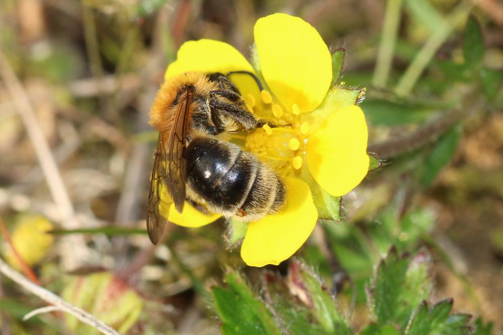  Andrena nitida (Müller, 1776)
