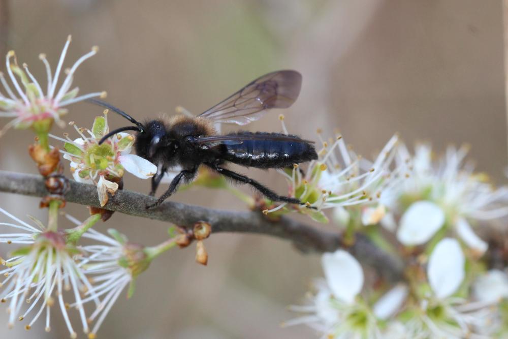  Andrena thoracica (Fabricius, 1775)