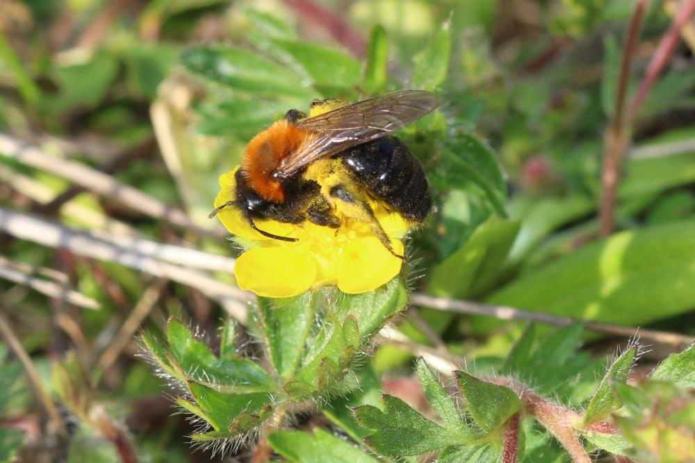  Andrena thoracica (Fabricius, 1775)