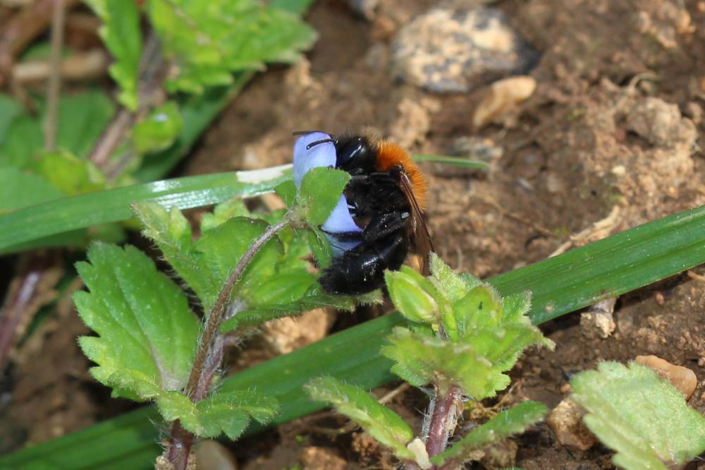  Andrena thoracica (Fabricius, 1775)