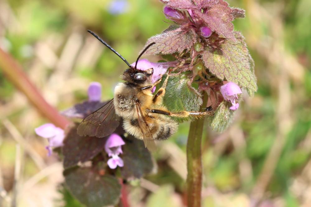 Eucère à labre noir Eucera nigrilabris Lepeletier, 1841