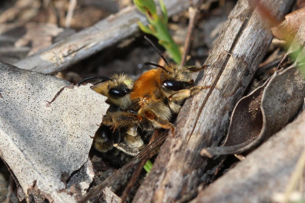  Eucera Scopoli, 1770