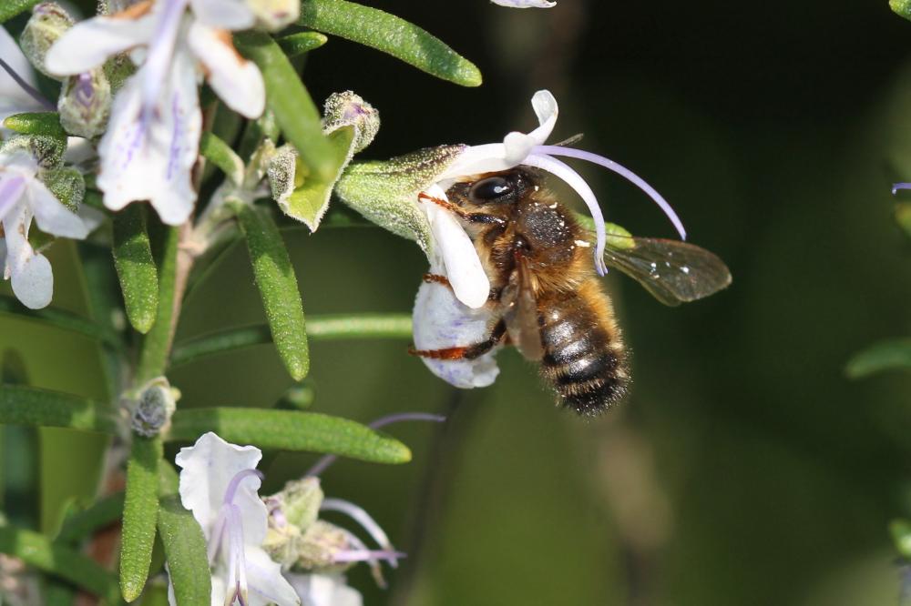 Megachile pyrenaica Lepeletier, 1841