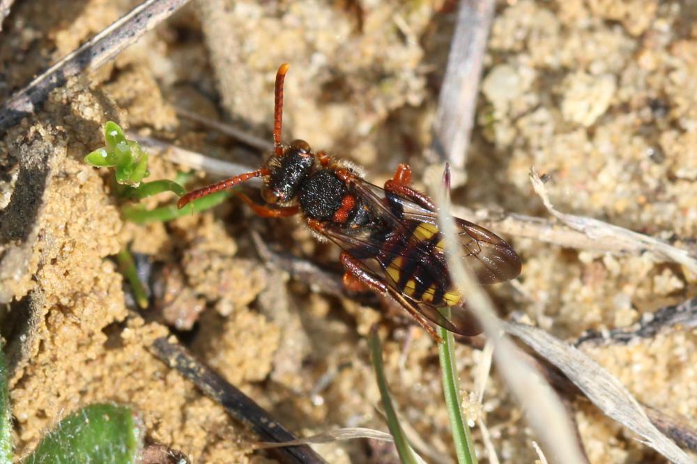 Nomada zonata Panzer, 1798
