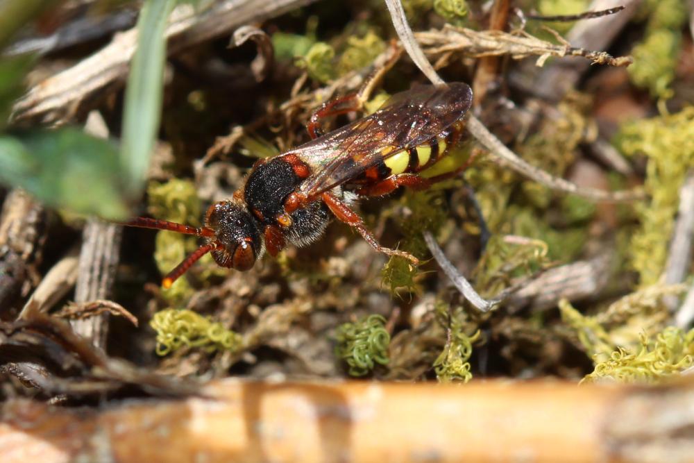 Nomada zonata Panzer, 1798