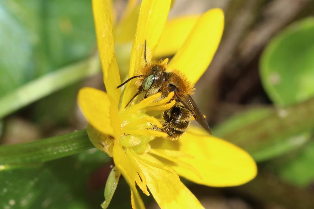  Osmia Panzer, 1806