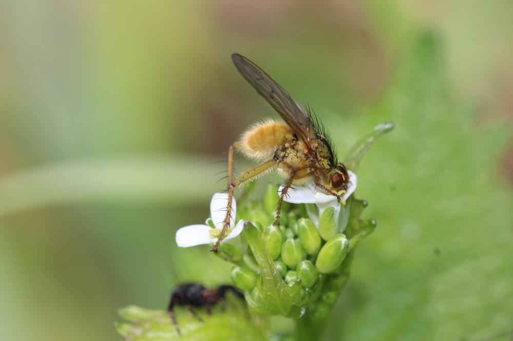 Scathophage du fumier, Mouche à merde Scathophaga stercoraria (Linnaeus, 1758)
