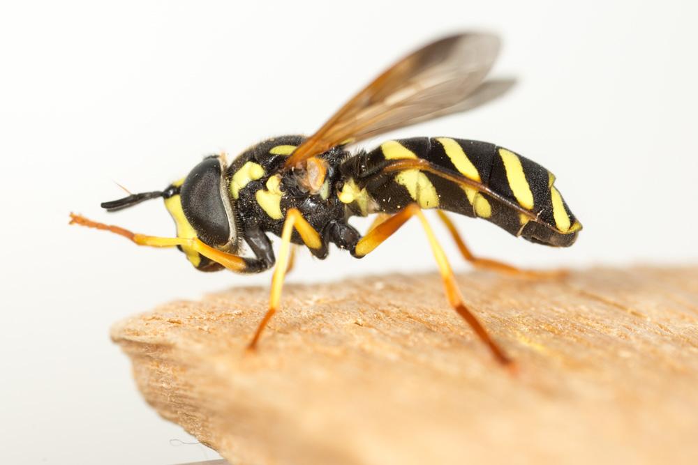  Xanthogramma citrofasciatum (De Geer, 1776)
