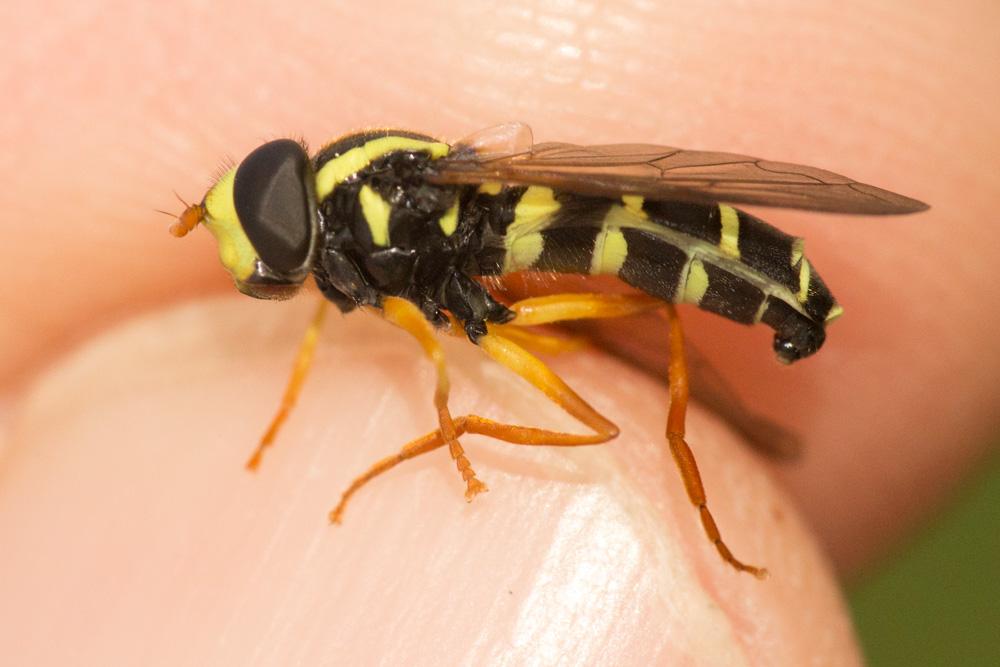 Xanthogramma citrofasciatum (De Geer, 1776)