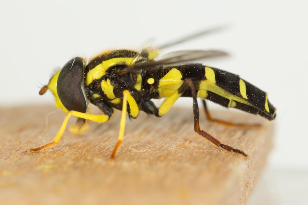  Xanthogramma dives (Rondani, 1857)