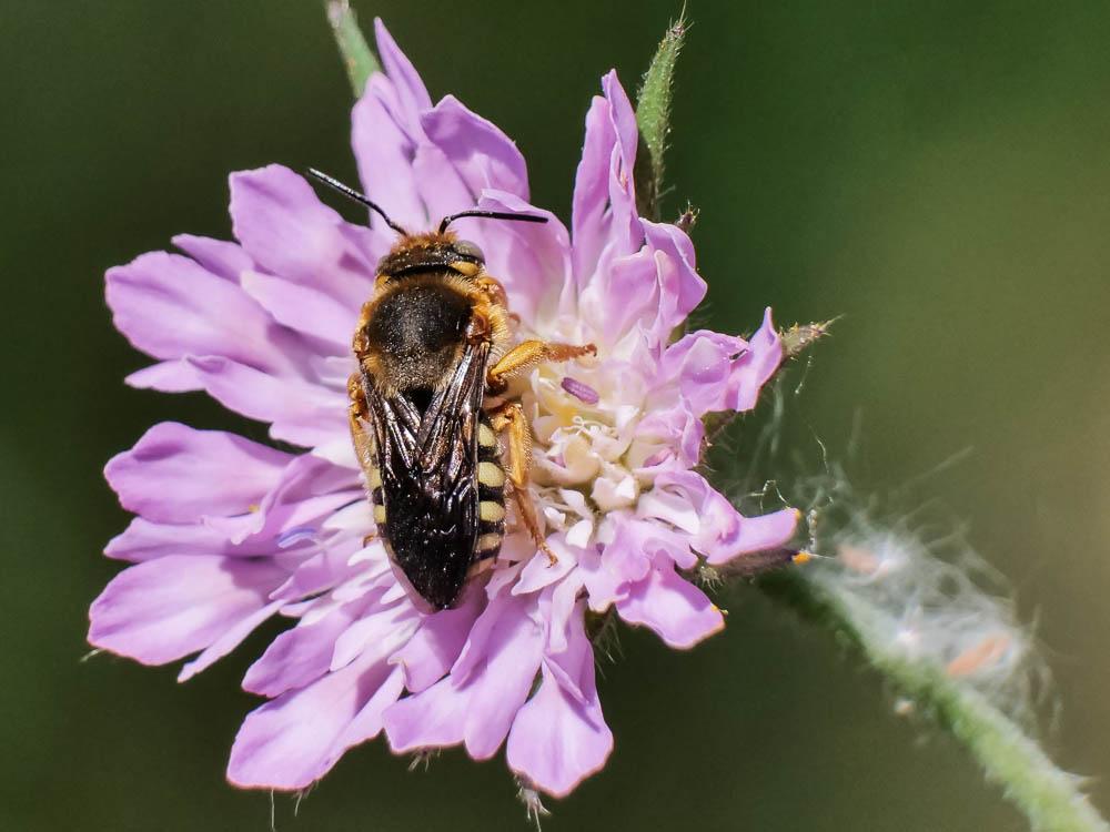  Rhodanthidium septemdentatum (Latreille, 1809)