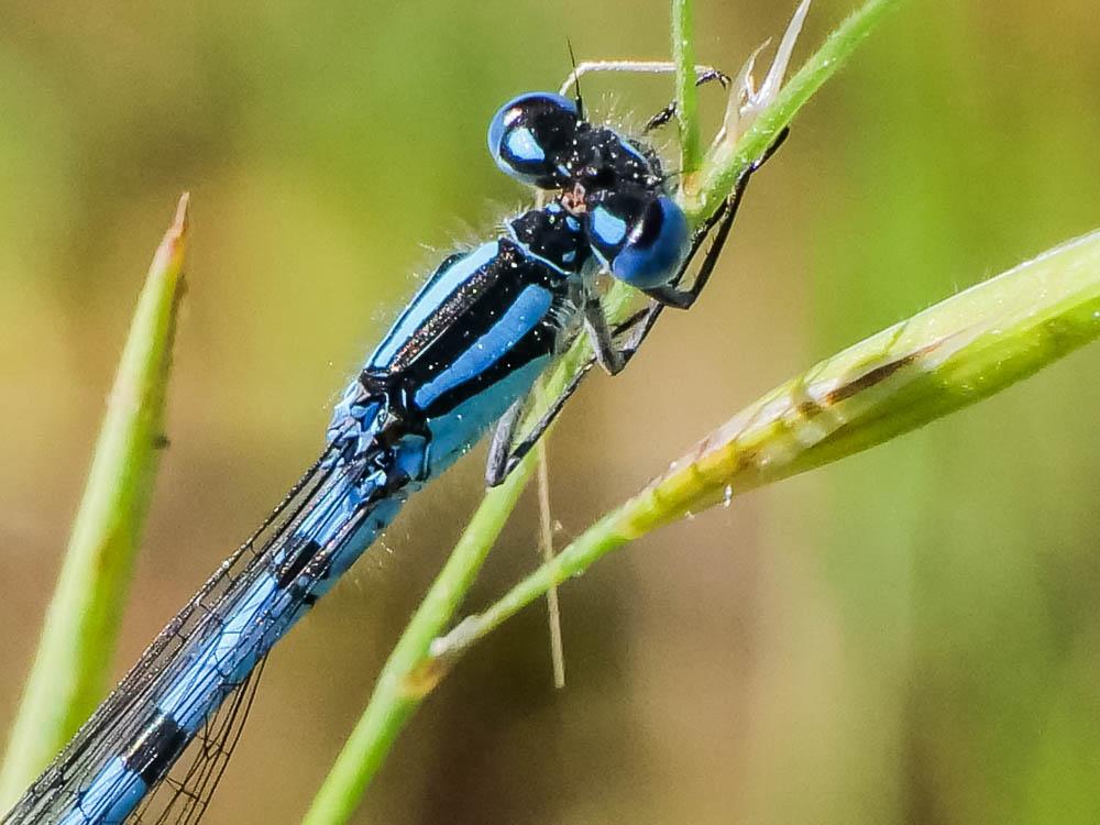 Agrion porte-coupe Enallagma cyathigerum (Charpentier, 1840)