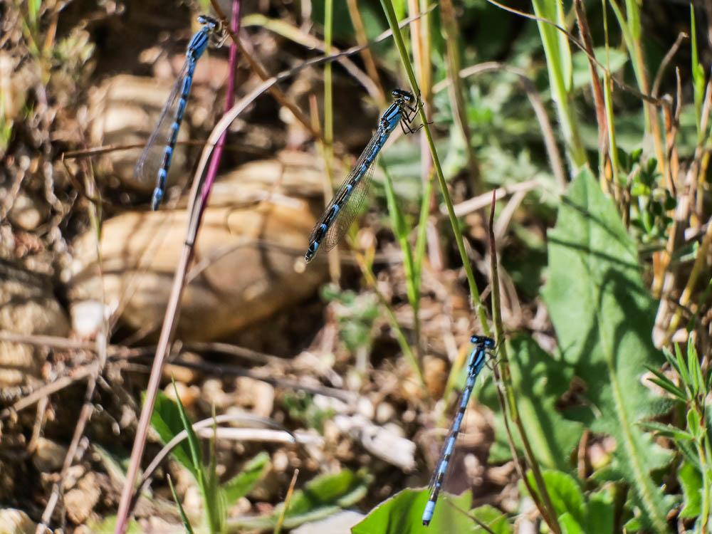 Agrion porte-coupe Enallagma cyathigerum (Charpentier, 1840)