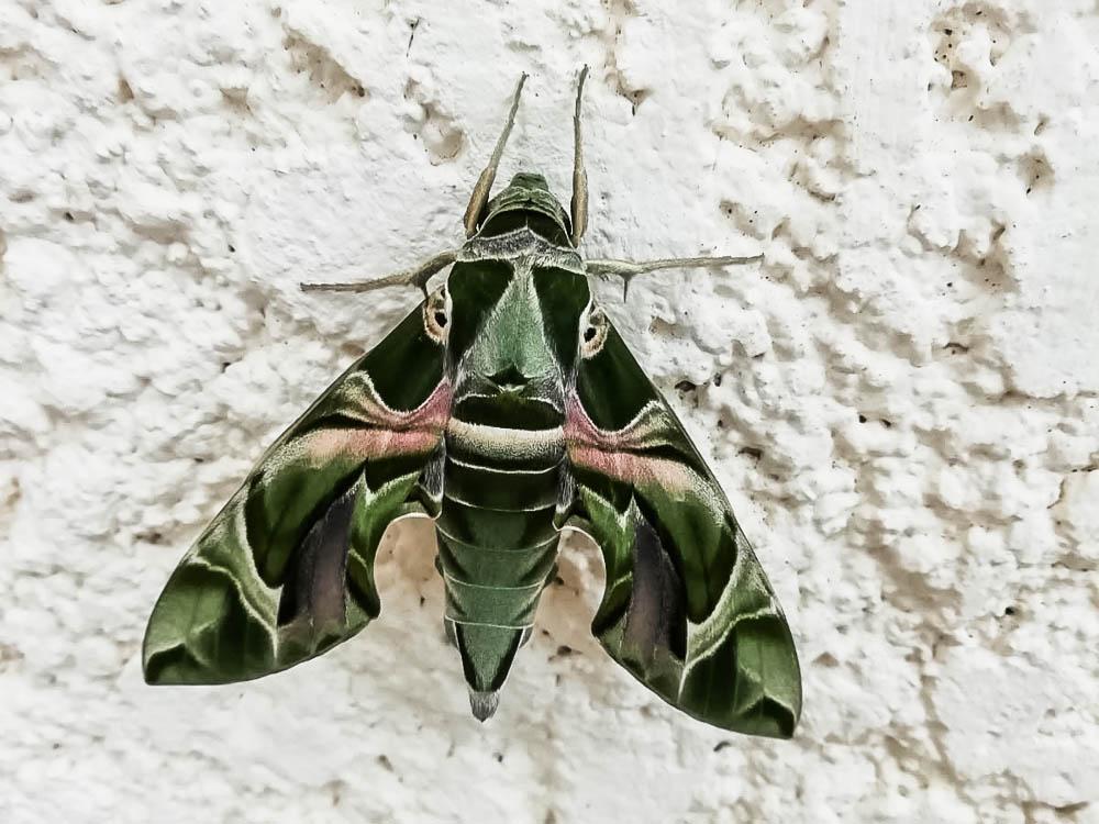 Sphinx du Laurier-rose (Le) Daphnis nerii (Linnaeus, 1758)