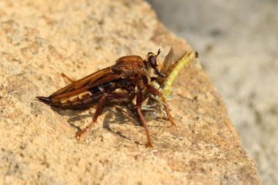 Asile frelon, Asilide frelon Asilus crabroniformis Linnaeus, 1758