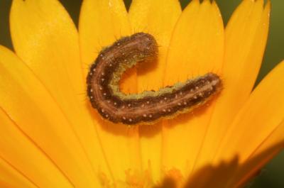 Cucullie du Souci (La) Cucullia calendulae Treitschke, 1835