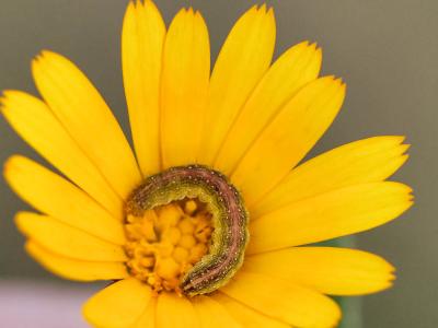 Cucullie du Souci (La) Cucullia calendulae Treitschke, 1835