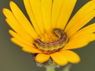 Cucullie du Souci (La) Cucullia calendulae Treitschke, 1835