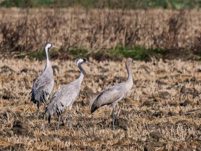 Grue cendrée Grus grus (Linnaeus, 1758)