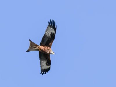 Milan royal Milvus milvus (Linnaeus, 1758)