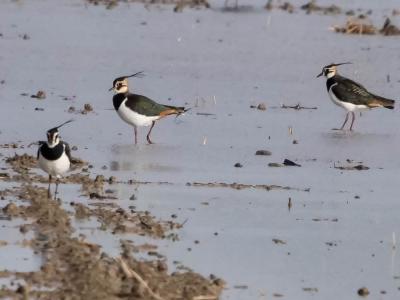 Vanneau huppé Vanellus vanellus (Linnaeus, 1758)