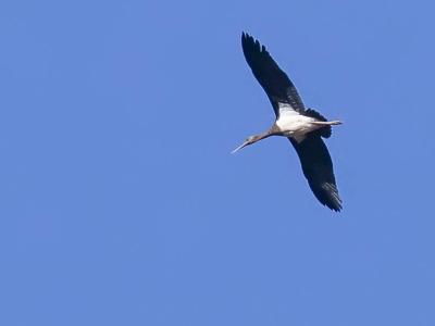 Cigogne noire Ciconia nigra (Linnaeus, 1758)