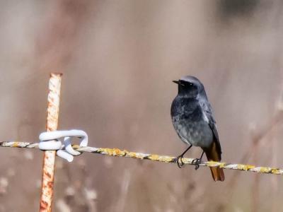 Rougequeue noir Phoenicurus ochruros (S. G. Gmelin, 1774)