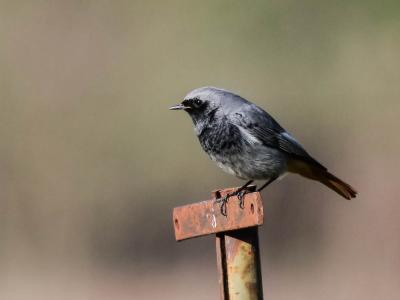 Rougequeue noir Phoenicurus ochruros (S. G. Gmelin, 1774)