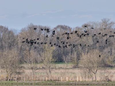 Ibis falcinelle Plegadis falcinellus (Linnaeus, 1766)