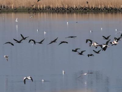 Ibis falcinelle Plegadis falcinellus (Linnaeus, 1766)