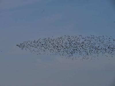 Ibis falcinelle Plegadis falcinellus (Linnaeus, 1766)