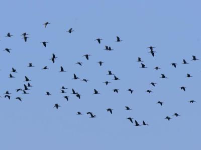 Ibis falcinelle Plegadis falcinellus (Linnaeus, 1766)