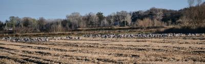 Grue cendrée Grus grus (Linnaeus, 1758)