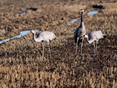 Grue cendrée Grus grus (Linnaeus, 1758)