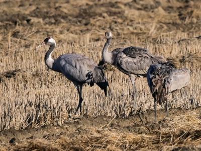Grue cendrée Grus grus (Linnaeus, 1758)