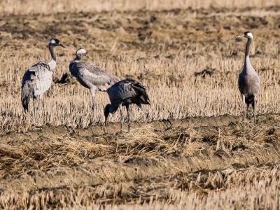 Grue cendrée Grus grus (Linnaeus, 1758)