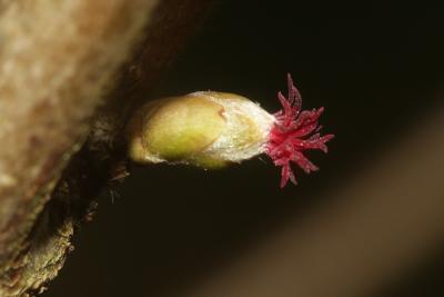 Noisetier, Avelinier Corylus avellana L., 1753