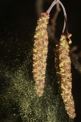 Noisetier, Avelinier Corylus avellana L., 1753