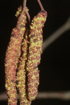 Aulne glutineux, Verne Alnus glutinosa (L.) Gaertn., 1790