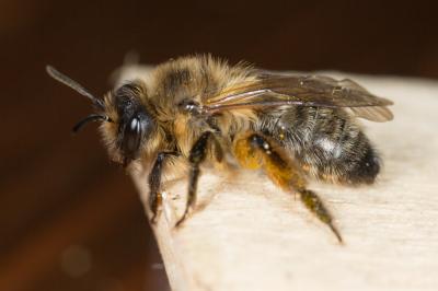  Andrena nigroaenea (Kirby, 1802)