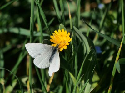 Piéride du Navet (La), Papillon blanc veiné de ver Pieris napi (Linnaeus, 1758)